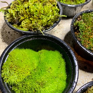 Live Moss Sampler, 8 Varieties of Terrarium Moss image 9