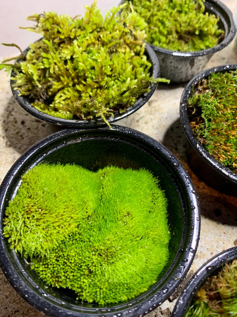 Live Moss Sampler, 8 Varieties of Terrarium Moss image 9