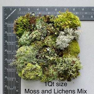 Live Moss Variety Bag for Terrariums, Fairy Gardens, Moss Art, Indoor or Outdoor Gardens image 9