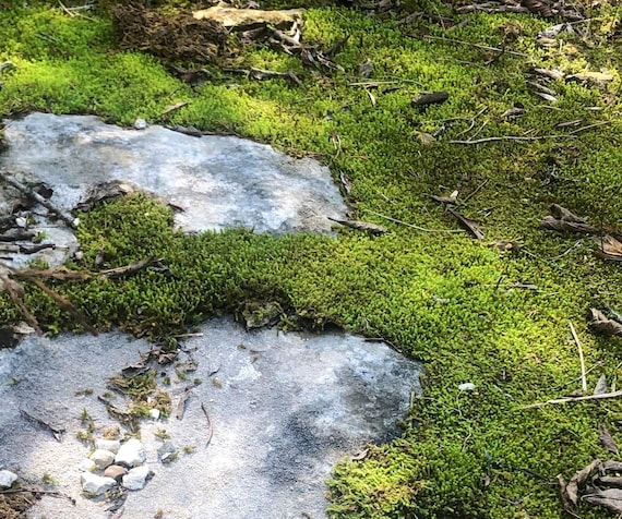 Twisted Moss Syntrichiaruralis Terrarium Moos Bodendecker - Etsy.de