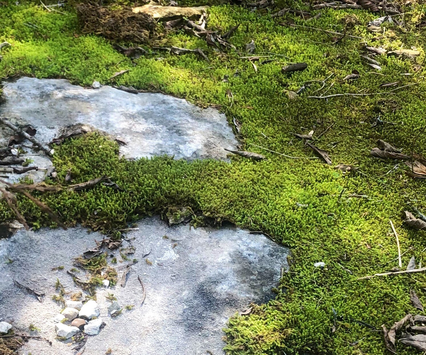 Twisted Moss Syntrichiaruralis Terrarium Moos Bodendecker - Etsy.de