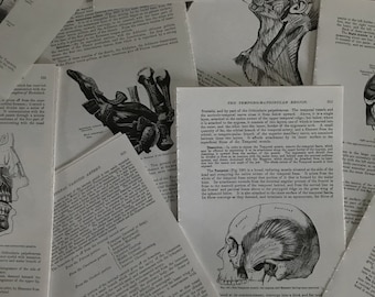 Vintage Gray's Anatomy illustrations | medical book pages | medical ephemera | oddity | curiosity | paper for crafting | journaling
