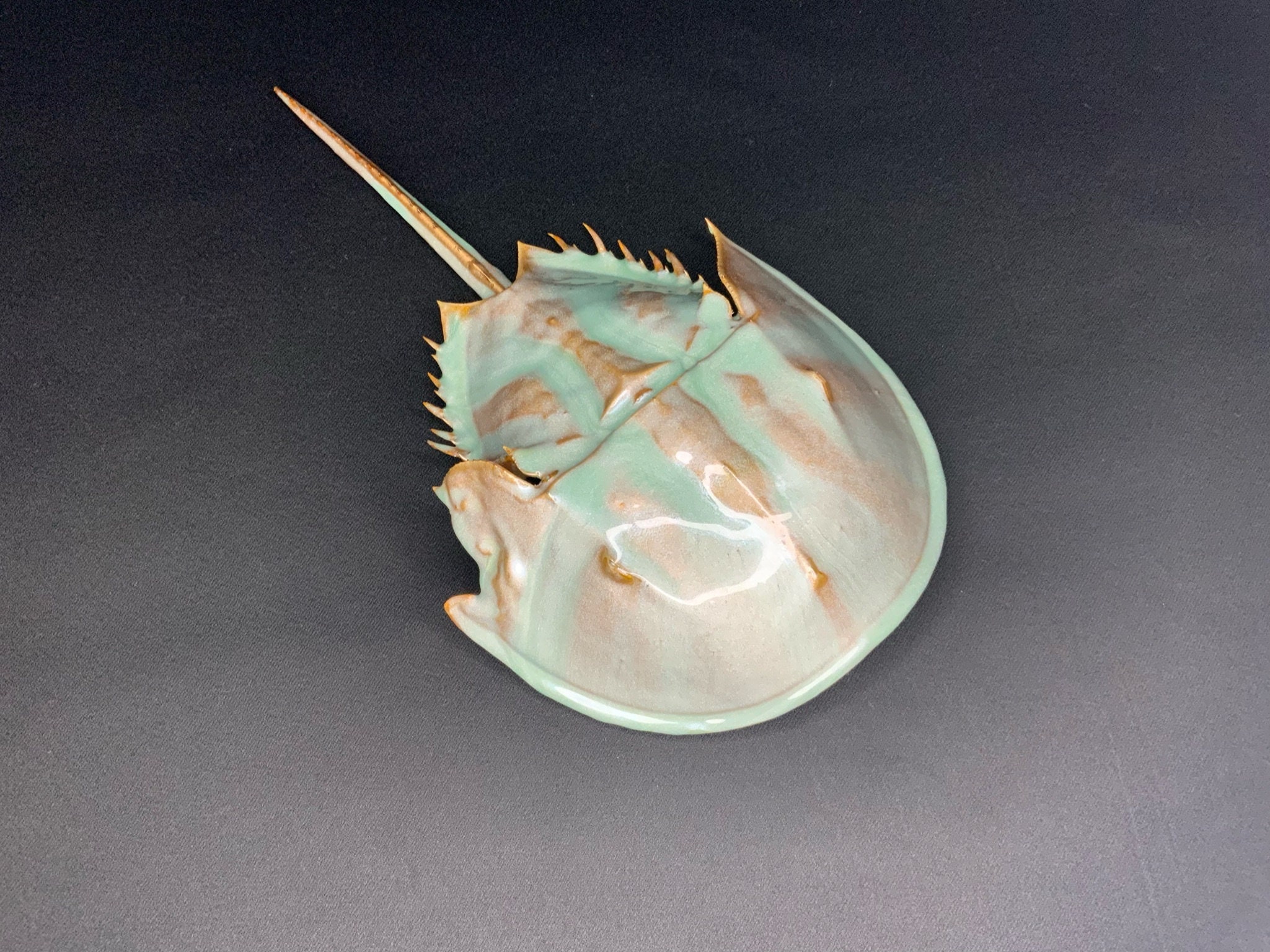 baby horseshoe crab shell