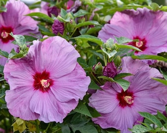 Rose of Sharon. Bright Lilac colour. Perennials. 30 seeds.