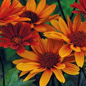 Heliopsis Bleeding Heart . Rare to find .Perennial. Orange flowers , burgundy foliage. Full sun. 20 seeds.