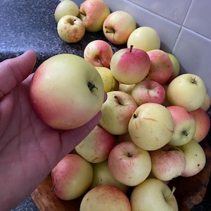 May include: A selection of ripe apples, showing a mix of yellow and red colours. The apples are in a wooden bowl, with some held in a hand. The apples look fresh and ready to eat.