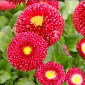 English Daisy “ Super Enorma “ . Perennial. Full sun. 50 seeds