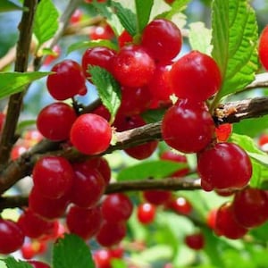 2 ( a pair) Nanking cherry plants in 6-7 in. tree pot.Rare to find.Hardy zone 3 (-30C). Please see last pictures