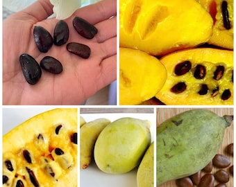 PawPaw. Blend of Seeds From Niagara region Orchards  7 Seeds From Grafted Cultivar Parentage. KSU selected seeds (Benson, Chappell)Taylor…