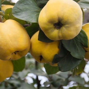 Peut inclure: Gros plan sur des coings mûrs sur une branche d'arbre. Les coings sont d'un jaune vif avec une texture légèrement duveteuse. Des feuilles vert foncé entourent les fruits, créant une composition naturelle et fraîche. L'image met en valeur la forme et la couleur des fruits.