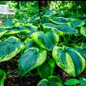 May include: A close-up of a patch of green and yellow hosta plants with large, heart-shaped leaves.