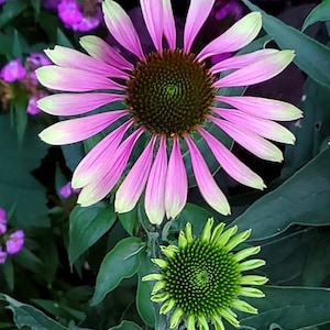 Echinacea Green Twister. Pollinators garden. Perennial. 10 seeds