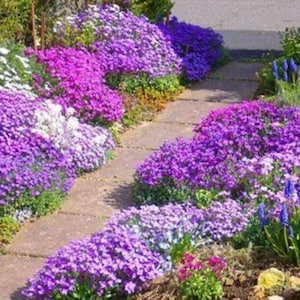 Rock Cress Cascade Mix . Long blooming perennial. Rock garden. 50 seeds.