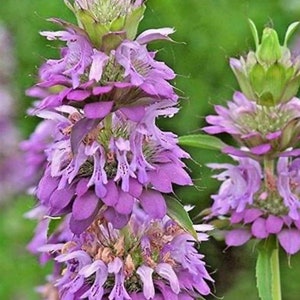 Monarda Citridora / Lemon Bee Balm/ Bergamot . Lilac colour.Bees , butterflies magnet. Pollinators garden. Perennial. 50 seeds