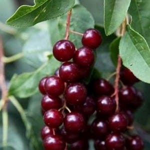 Peut inclure: Gros plan d'une grappe de baies rouge foncé suspendue à une branche avec des feuilles vertes. Les baies sont rondes et brillantes, d'une couleur riche et profonde. Les feuilles sont d'un vert vif.