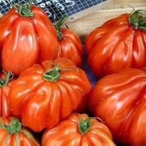 Peut inclure: Gros plan sur un groupe de tomates anciennes rouges et volumineuses. Les tomates ont une texture ridée et bosselée et sont disposées dans un panier.