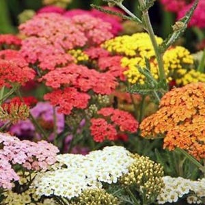 Peut inclure: Gros plan d'un parterre de fleurs de millefeuille colorées. Les fleurs présentent une gamme de teintes, notamment le rouge, le rose, le jaune, l'orange et le blanc. L'image présente les couleurs et les textures diverses des plantes à fleurs.