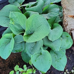May include: A close-up of a hosta plant with large, green leaves. The leaves are heart-shaped with visible veins and a textured surface. Water droplets are visible on some of the leaves. The plant is positioned near a tree trunk, with dark soil visible.