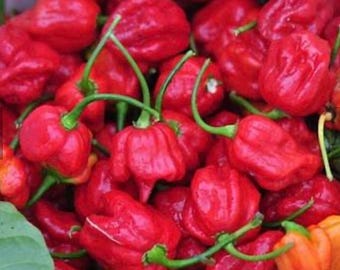 Trinidad Scorpion Hot pepper . 20 seeds . Heirloom