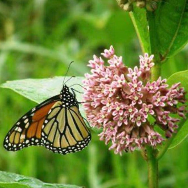 Asclépiade commune. Plante préférée des papillons monarques. Vivace. 20 graines