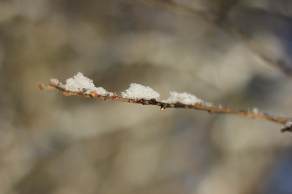 Snowy Tree Branch In Winter Digital Downloadable Art Print