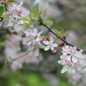 Blooming apple tree photo print - Spring nature print