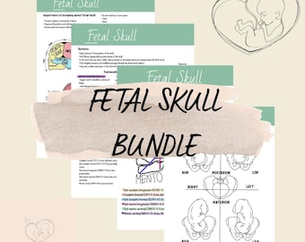Fetal Skull Anatomy Posters: Midwifery Student Revision (Digital Download)