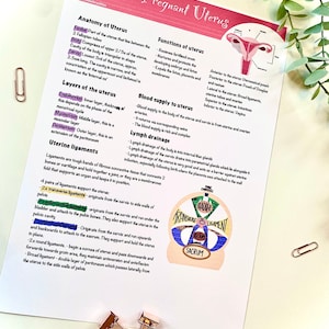 Digital download non-pregnant uterus, midwifery posters, student midwife, anatomy posters