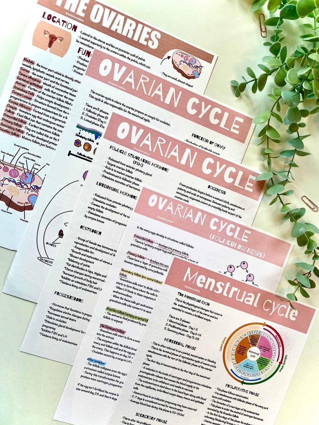 Ovarian and Menstrual Cycle Posters Student Midwife photo photo