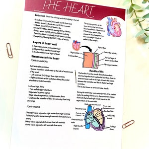 Digital download heart poster, anatomy poster, student midwife posters, revision