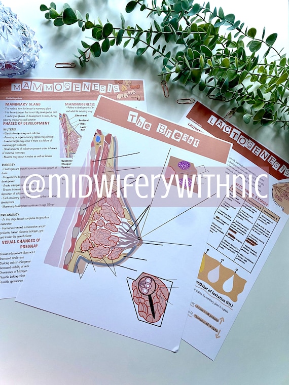 Digital Download: Breast Anatomy and Physiology Posters | Etsy