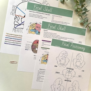 Digital download fetal skull posters, student midwife, anatomy posters, revision posters