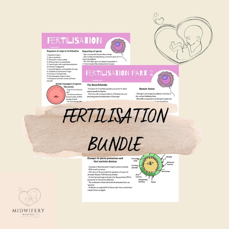 Fertilization Digital Fertilization Anatomy Poster: Midwifery Student Print (digital Download ...