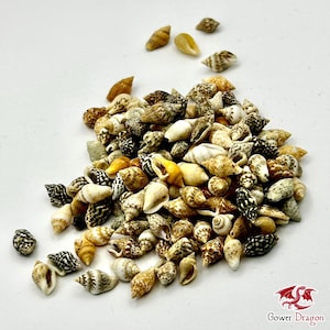 Puede incluir: Un conjunto de pequeñas conchas marinas de diversas formas y colores, incluyendo tonos beige, marrón, blanco y negro. Las conchas están dispersas sobre una superficie blanca, mostrando sus texturas y patrones naturales. La imagen está bien iluminada, resaltando los detalles de cada concha.