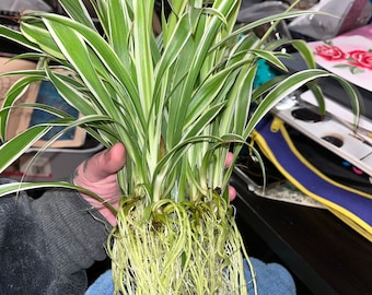 Spider plant established ROOTED propagations Chlorophytum