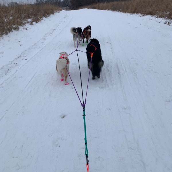 Ligne de traîneaux à 4 chiens