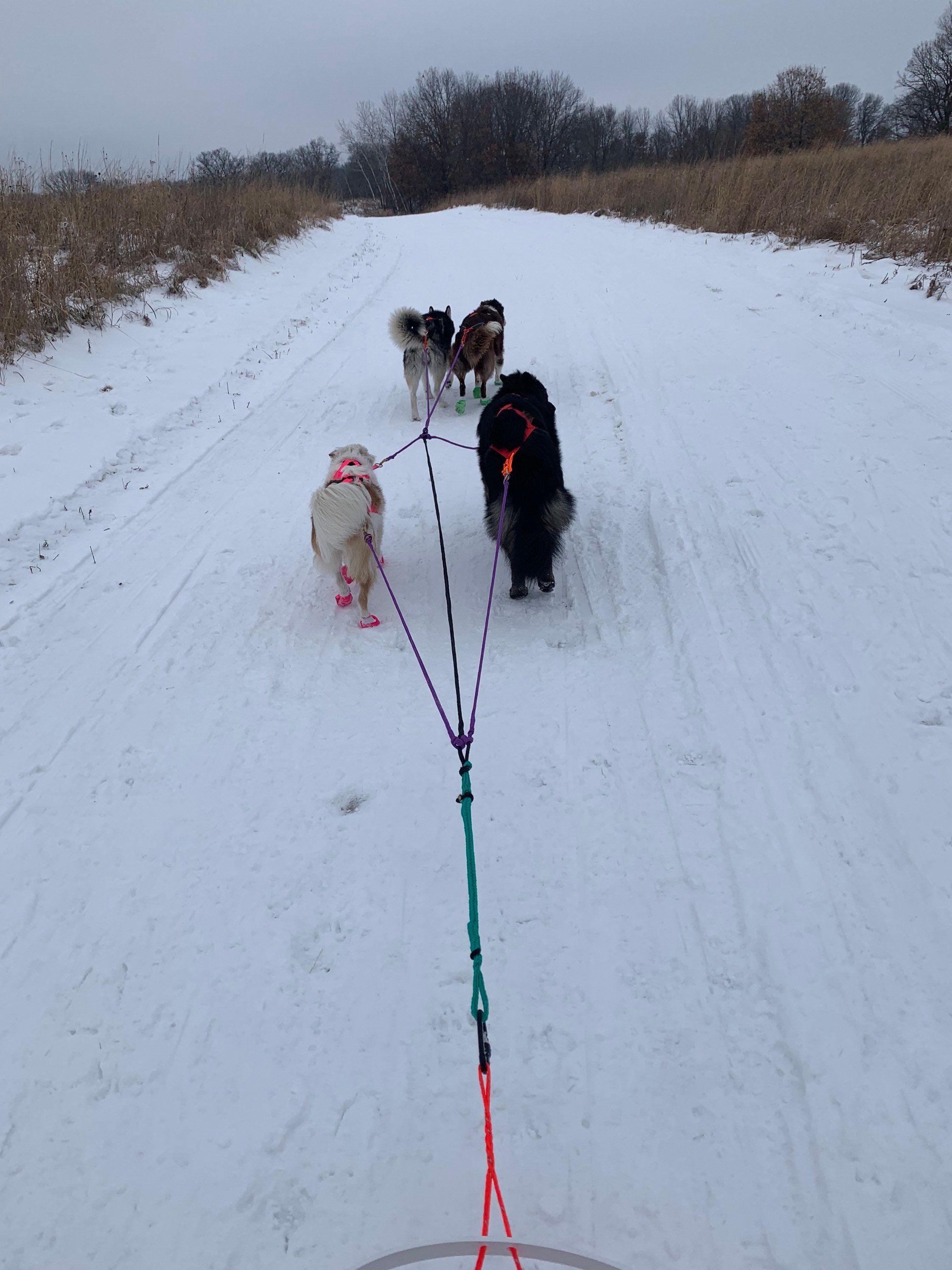 Dog Sled Model Canada - Main Image