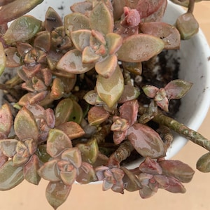 Graptopetalum Bronz succulent cuttings