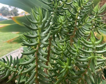 Succulent pine 1- 4 inch succulent cutting