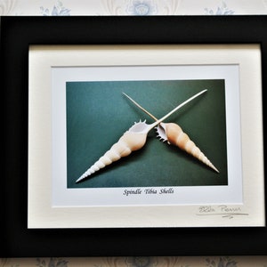 May include: Two spindle tibias shells, crossed, on a green background. The shells are light brown with white tips. The image is framed in black and white. The text "Spindle Tibia Shells" is printed below the image. The image is signed "Ella Penna".