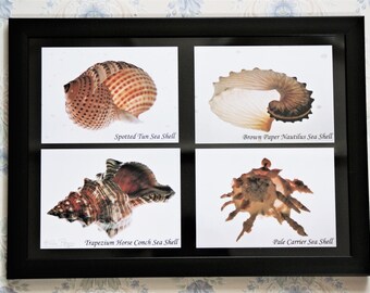 A4 size FRAMED without mount.  Original photo print, hand signed -- 4 Seashells.