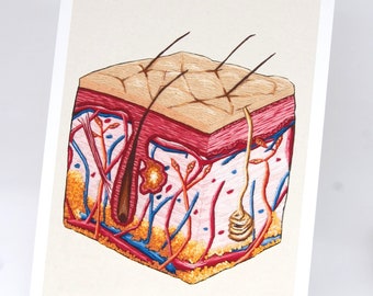 Anatomical embroidery art print: skin cross section