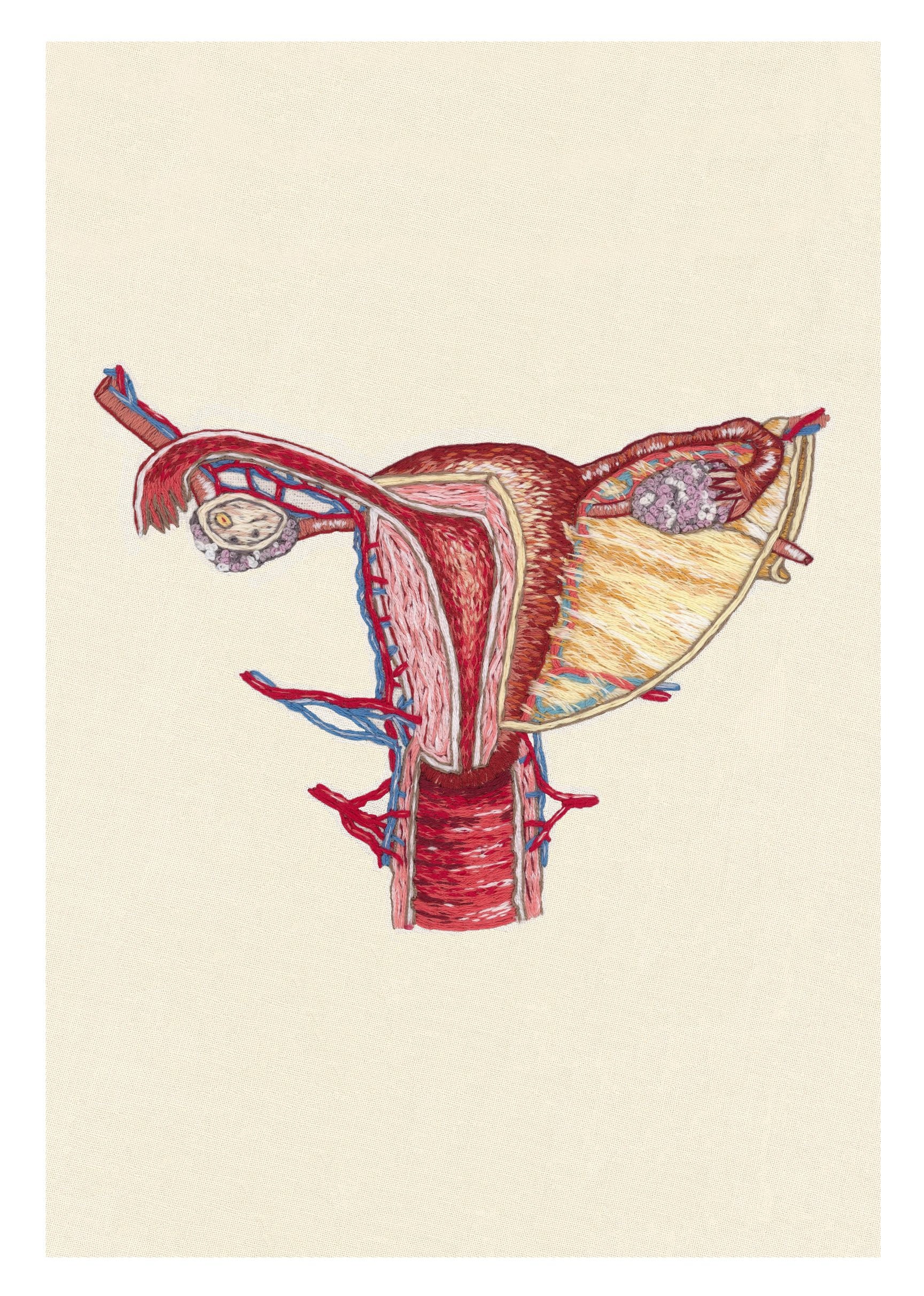 Lamina De Utero Rotulada Uterus Poster Etsy España