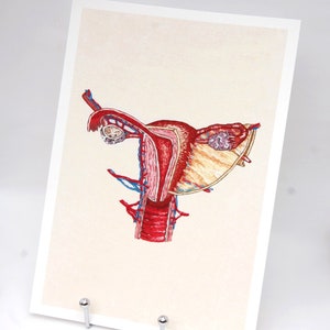 Antomical embroidery art print: the female uterus