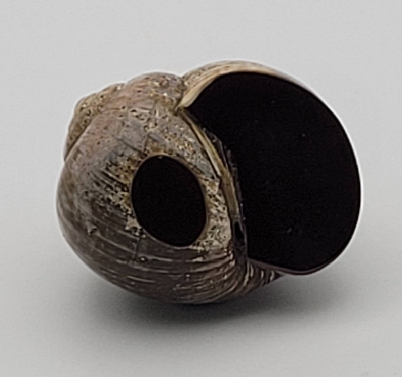 Middle Shell Middle Eastern Snail Shell Perfume Bottle With Mother of Pearl Cap ...