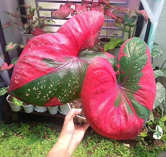 10 Caladium Seeds Caladium Seeds Caladiumseeds Seeds Etsy Canada