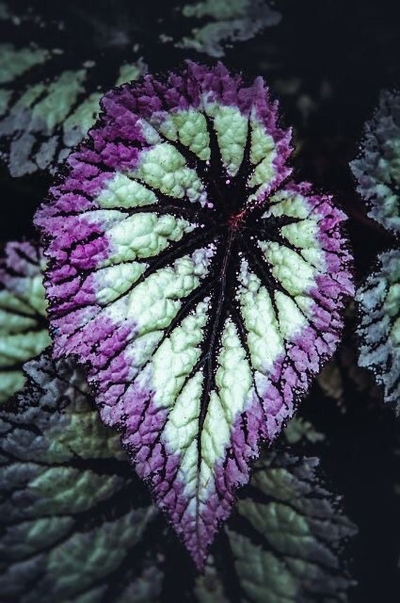 Purple begonia cheap