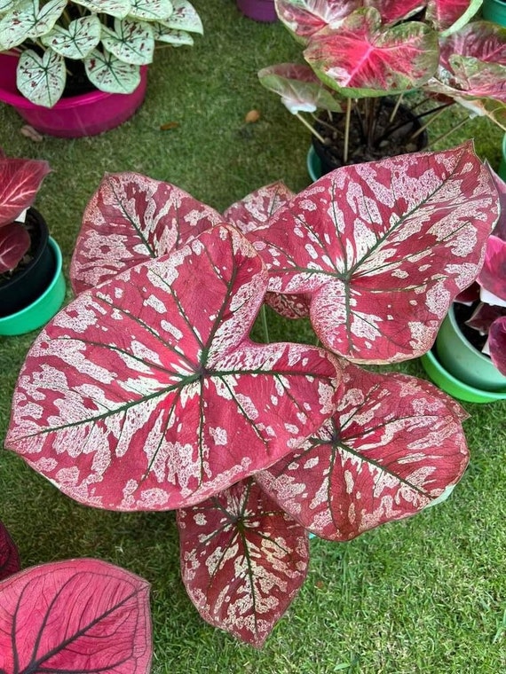 10 Seeds Caladium Caladiumseeds Caladium Seeds Etsy UK