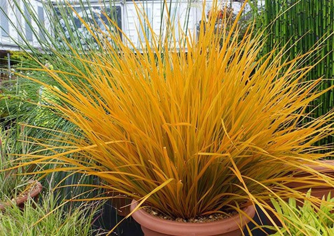 50 Seeds Ornamental Grass Orange Orange Reeds Reed Grass Seeds Etsy
