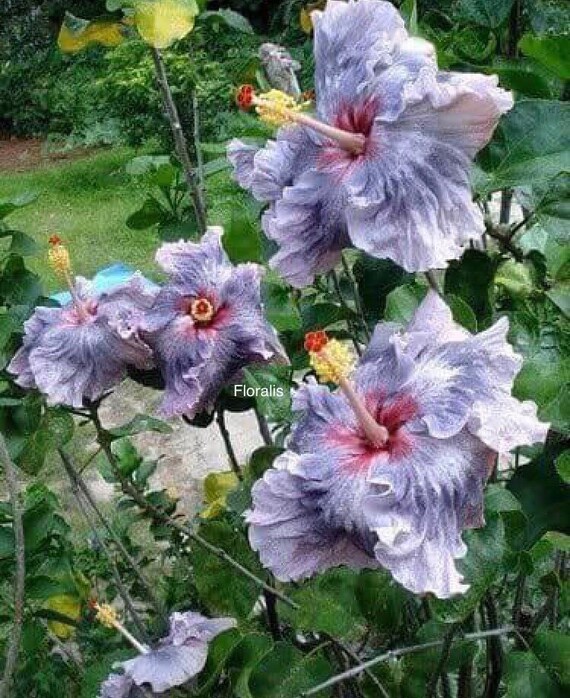20 Seeds Hibiscus Rose Marshmallow Hibiscus Perennial Plant Etsy